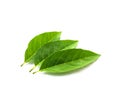 Studio shot three fresh green sugar-apple leaves isolated on white