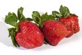 Studio Shot of Three Fresh Organic Red Strawberries Royalty Free Stock Photo