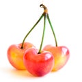 Studio shot three joined stem Rainier cherries  on white Royalty Free Stock Photo