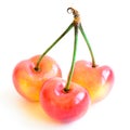 Studio shot three joined stem Rainier cherries isolated on white Royalty Free Stock Photo