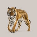Studio shot of a tiger pacing confidently against a neutral background Royalty Free Stock Photo