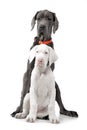 Studio shot of two adorable Great Dane