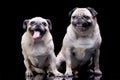 Studio shot of two adorable Mops or Pug Royalty Free Stock Photo