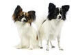 Studio shot of two adorable papillons Royalty Free Stock Photo