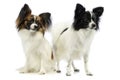 Studio shot of two adorable papillons Royalty Free Stock Photo