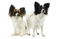 Studio shot of two adorable papillons Royalty Free Stock Photo