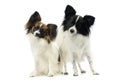 Studio shot of two adorable papillons Royalty Free Stock Photo