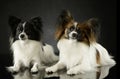 Studio shot of two adorable papillons Royalty Free Stock Photo
