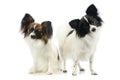 Studio shot of two adorable papillons Royalty Free Stock Photo