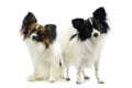 Studio shot of two adorable papillons Royalty Free Stock Photo