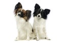 Studio shot of two adorable papillons Royalty Free Stock Photo