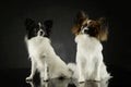 Studio shot of two adorable papillons Royalty Free Stock Photo