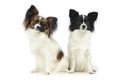 Studio shot of two adorable papillons Royalty Free Stock Photo