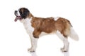 Studio shot of two adorable St. Bernhardshund - Bernhardiner