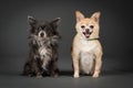 Studio Shot of two cute Chihuahuas Royalty Free Stock Photo