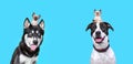 studio shot of two cute dogs with a kittens on their heads on an isolated background