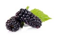 Studio shot of two fresh blackberries with leaves isolated white Royalty Free Stock Photo