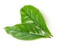 Studio shot two organic green tea leaves with water drops isolated on white background Royalty Free Stock Photo