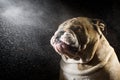 Studio shot water drops with dog bulldog Royalty Free Stock Photo