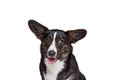 Studio shot of Welsh Corgi Cardigan Dog Isolated on White Background. Concept of beauty, fashion, show, animal life Royalty Free Stock Photo