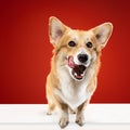 Studio shot of welsh corgi pembroke playing