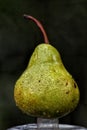 Studio shot of a wet pear apple from eastern Nigeria Royalty Free Stock Photo