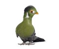 White cheeked turaco bird standing on white background Royalty Free Stock Photo
