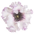 Petunia flower isolated