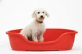 Studio Shot Of White Pet Lurcher Sitting In Red Dog Bed Royalty Free Stock Photo