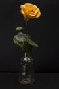 Yellow Orange Mixed Rose Isolated against Black Royalty Free Stock Photo