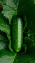 studio showcase cucumber, a versatile vegetable in focus