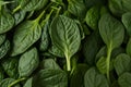 Studio spotlight spinach, a healthy ingredient for flavorful dishes