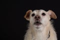 studiophotography of a cute little mutt dog looking funny