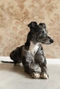 Studioshot of a black grey and white lurcher a type of sighthound a mixed greyhound or whippet lying on the floor Royalty Free Stock Photo