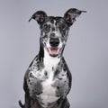 Studioshot of a black grey and white lurcher a type of sighthound which is a mixed greyhound or whippet against a grey background Royalty Free Stock Photo