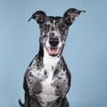 Studioshot of a black grey and white lurcher a type of sighthound which is a mixed greyhound or whippet against a blue background Royalty Free Stock Photo