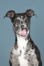 Studioshot of a black grey and white lurcher a type of sighthound  a mixed greyhound or whippet licking his nose blue background Royalty Free Stock Photo