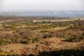 Studland heathland