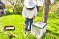 The study of bees is known as melittology. This Beekeeper is ready to check on the bee hive while wearing protective clothing