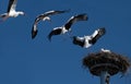 Study and collage of a large white stork flying towards the nest with its mate. The sky in the background is blue. The stork has a Royalty Free Stock Photo