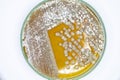 Study Colony characteristic of Actinomyces, Bacteria, yeast and Mold on selective media from soil samples.