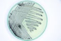 Study Colony characteristic of Actinomyces, Bacteria, yeast and Mold on selective media from soil samples.