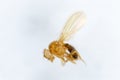 Study genetic of Drosophila melanogaster fruit fly, vinegar fly for education.