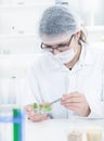 Study of genetic modified GMO plants in the Royalty Free Stock Photo