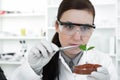 Study of genetic modified GMO plants in the Royalty Free Stock Photo