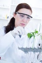 Study of genetic modified GMO plants in the Royalty Free Stock Photo