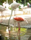 A study in graceful elegance. Greater Flamingo
