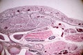 Study Histology of human, tissue bone under the microscopic. Royalty Free Stock Photo