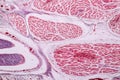 Study Histology of human, tissue bone under the microscopic. Royalty Free Stock Photo