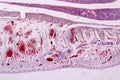 Study Histology of human, tissue bone under the microscopic.